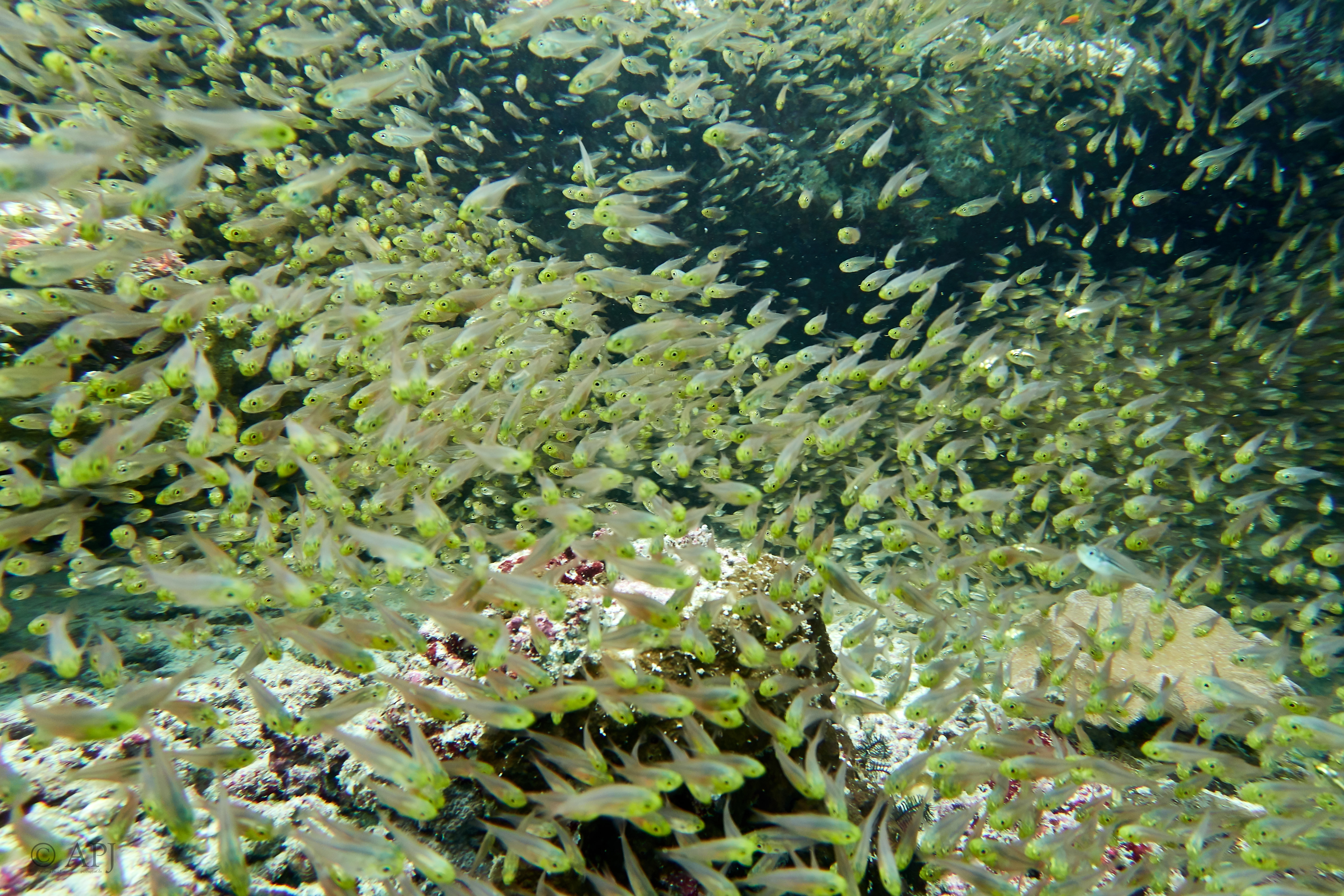 001962 16 08 17  Canon PowerShot G7 X Mark II   Malediven2017